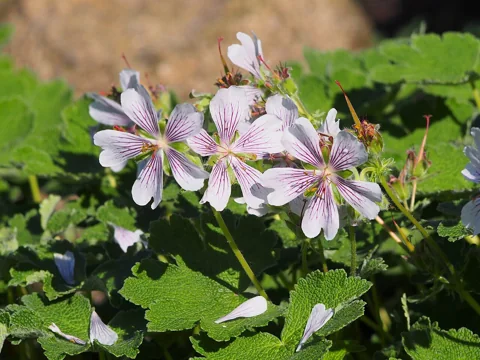 Pale veined flowers and textured green leaves of Geranium renardii.