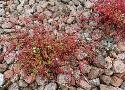 Red-tinged stems and foliage of Geranium robertianum growing among stones.