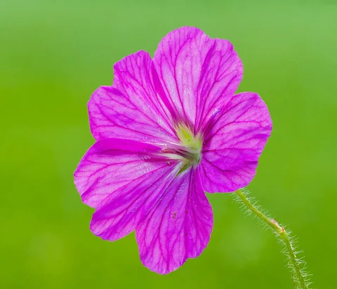 Open magenta flower of Geranium sanguineum.
