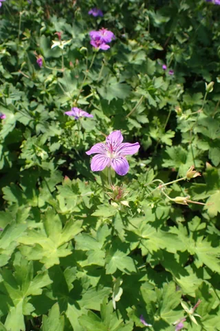 Flowers and lobed foliage of Geranium wlassovianum.