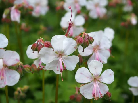 Pale flowers of Geranium x cantabrigiense 'Biokovo'.