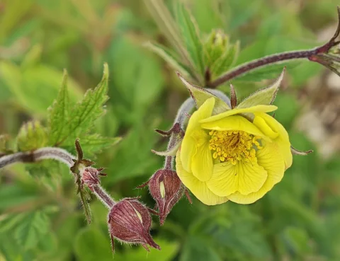 Flower and nodding buds of Geum rivale.