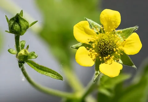 Yellow flower and buds of Geum urbanum.