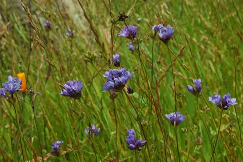 Flowering stems of Gilia achilleifolia growing among grasses.