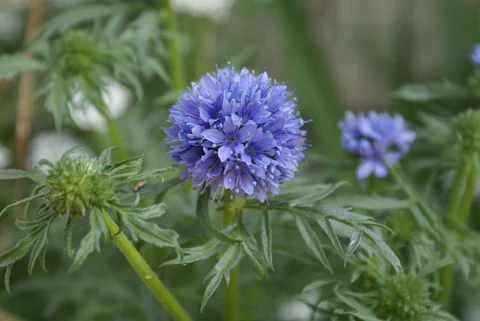 Blue flower head and divided foliage of Gilia capitata.