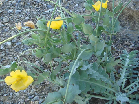Yellow flowers and grey-green foliage of Glaucium flavum.