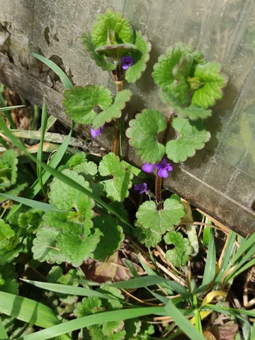 The growth habit of Glechoma hederacea.