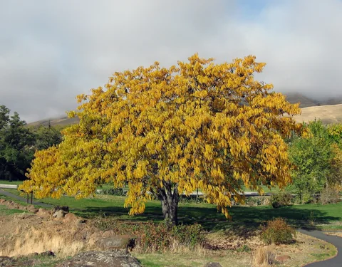 Autumn foliage of Gleditsia triacanthos.