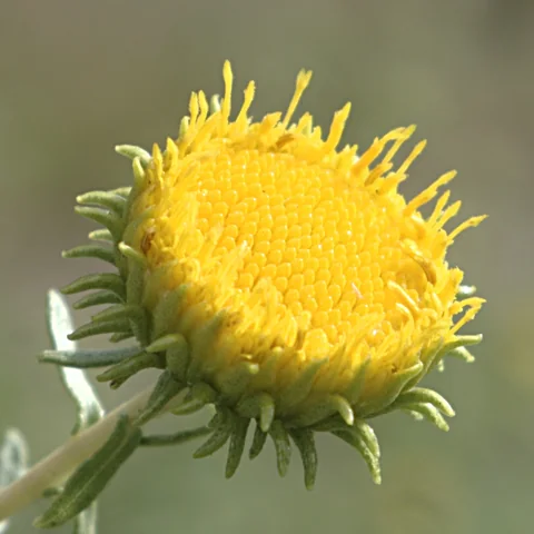 Rayless flower head of Grindelia squarrosa.