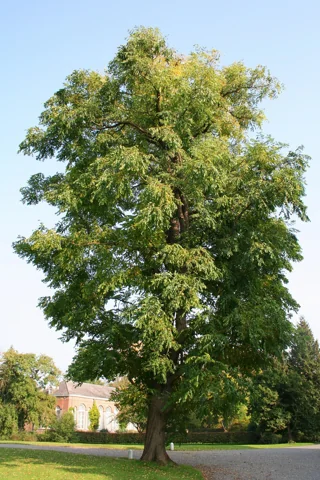 Mature leafy tree of Gymnocladus dioicus.
