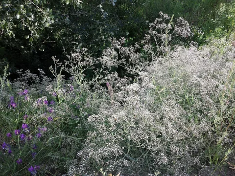 Airy flowering growth of Gypsophila paniculata.