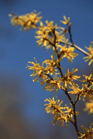 Flowers along a branch of Hamamelis japonica.