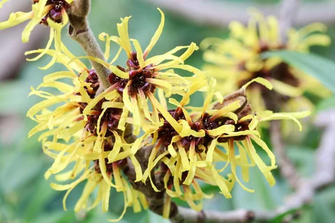 Yellow flowers on bare branches of Hamamelis mollis.