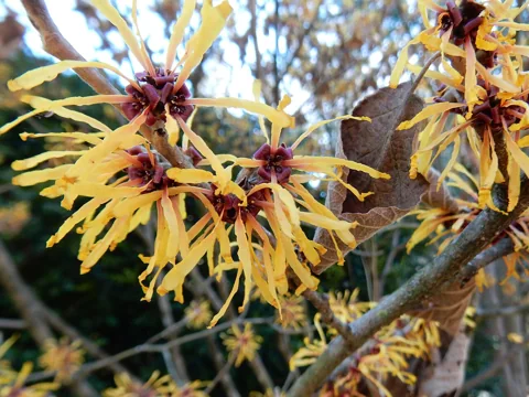 Yellow flowers of Hamamelis x intermedia 'Harry'.