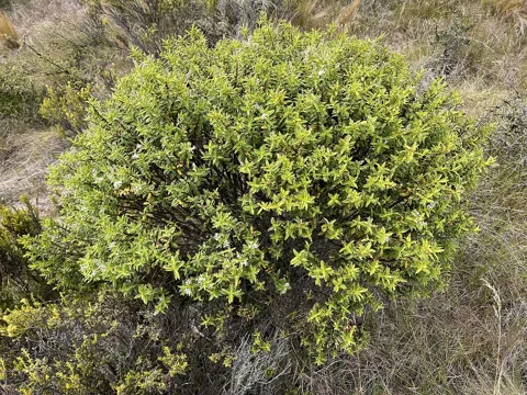 Compact leafy shrub of Hebe brachysiphon.