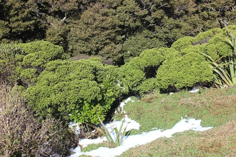 Low shrubs of Hebe evenosa growing beside patches of snow.