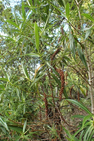 Leafy branches of Hebe salicifolia.