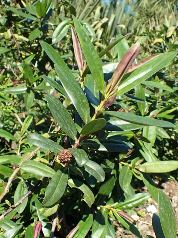 Leafy branches of Hebe x andersonii in a cultivated planting.