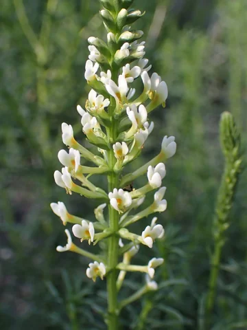 Slender flower spikes of Hebenstretia dentata.