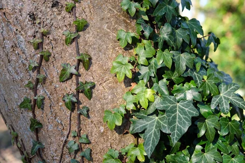 Leafy stems of Hedera helix climbing a tree.