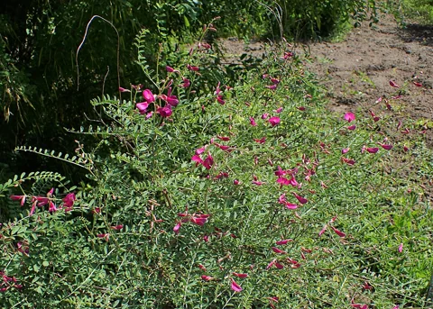 Flowering shrub of Hedysarum multijugum.