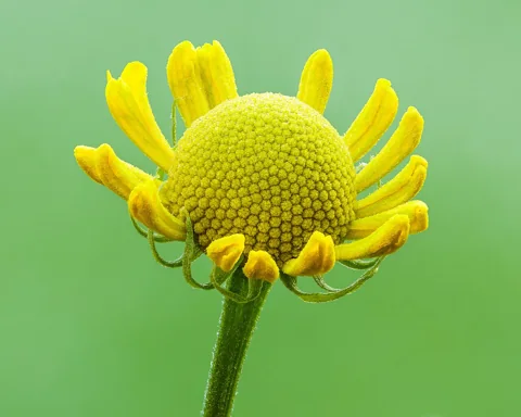 Opening yellow flower head of Helenium autumnale.