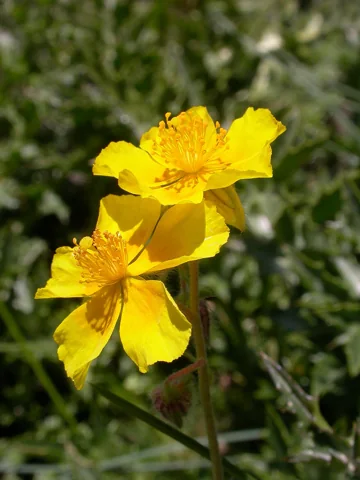 Open yellow flower of Helianthemum nummularium.