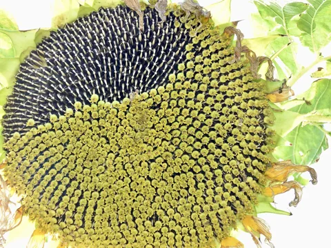 Large flower head of Helianthus annuus with developing seeds.
