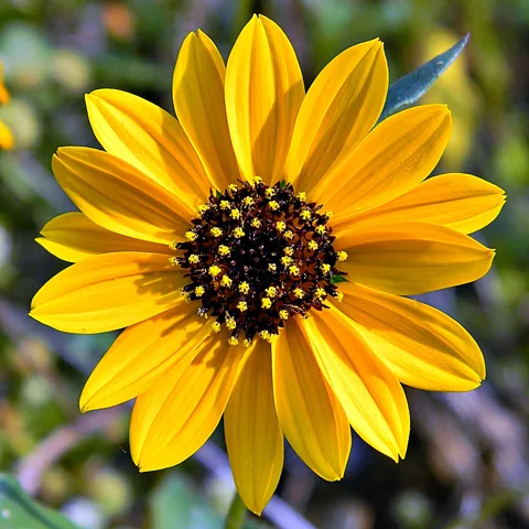 Open yellow flower head of Helianthus debilis.