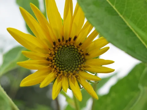 Yellow flower head and leaves of Helianthus laetiflorus.