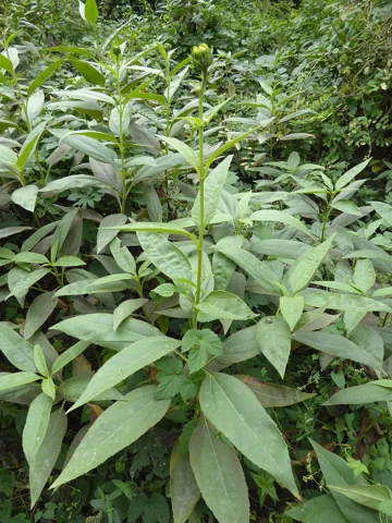 Upright Helianthus tuberosus stems with elongated green leaves.