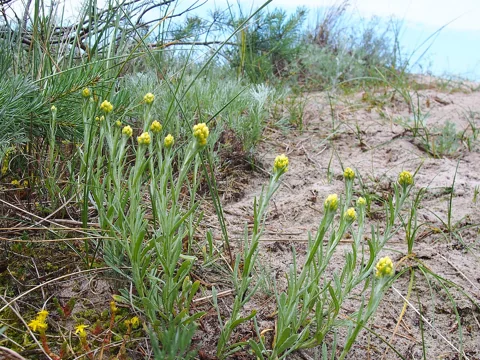 Flowering clumps of Helichrysum arenarium on sandy ground.