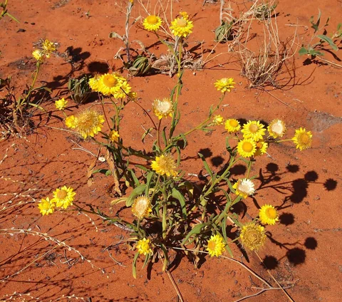 Flowering plant of Helichrysum bracteatum, also named Xerochrysum bracteatum in the retained source.