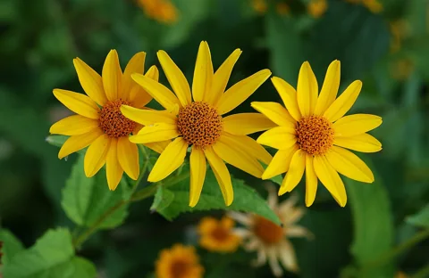 Yellow flower heads above the green foliage of Heliopsis helianthoides.