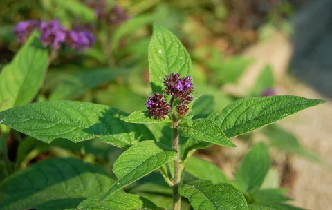 Flowering foliage of Heliotropium arborescens 'Mini Marine', shown under the catalogue synonym Heliotropium peruvianum.