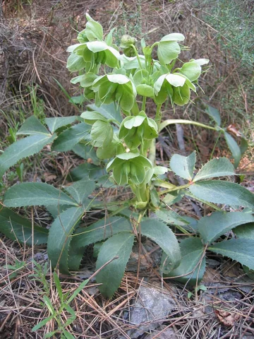 Green flowers and leafy growth of Helleborus argutifolius.