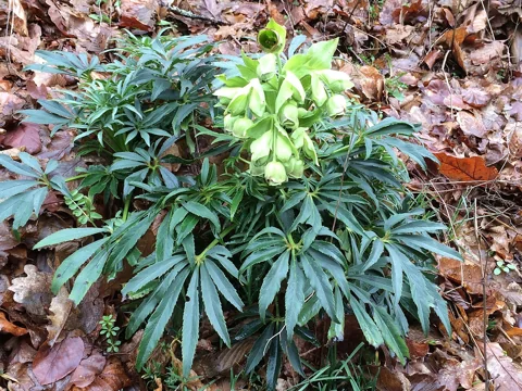 Flowering plant of Helleborus foetidus.