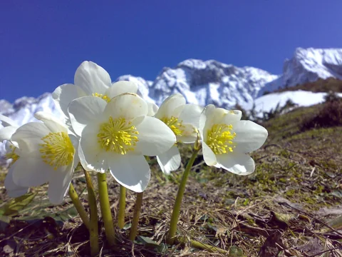 White flowers of Helleborus niger in a mountain setting.