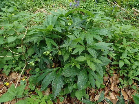 The divided leaves of Helleborus viridis ssp. occidentalis growing in a leafy clump.