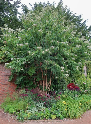Flowering shrub of Heptacodium miconioides.