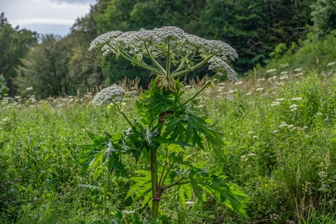 Tall flowering plant of Heracleum mantegazzianum.