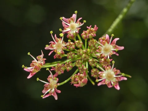 Developing flower clusters of Heracleum sphondylium.