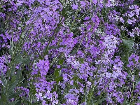 Purple flowers above the foliage of Hesperis matronalis.