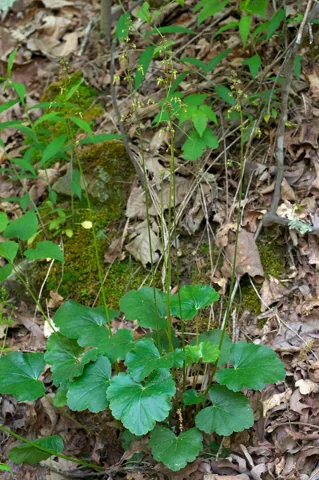 Basal foliage and slender flower stems of Heuchera americana.