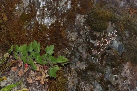 Leaf rosette and flower stems of Heuchera micrantha growing on rock.