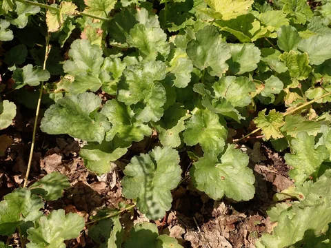Lobed green foliage of Heuchera sanguinea.