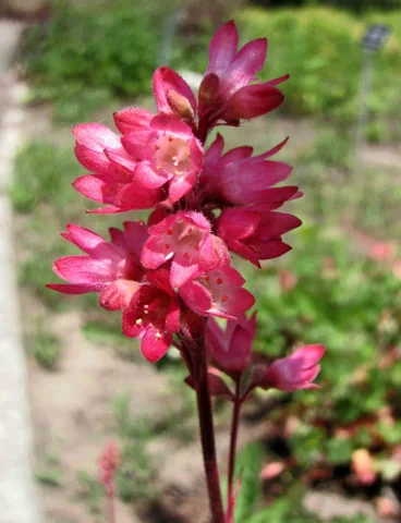 Red flowers of Heuchera x brizoides 'Titania'.