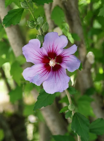 A flower of a cultivated Hibiscus syriacus.