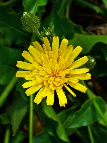 Yellow flower head and leaves of Hieracium amplexicaule.