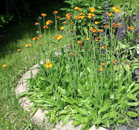 Flowering stems above the basal foliage of Hieracium aurantiacum.